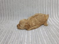 Maltipoo erkek yavru