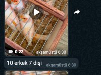 VASIFLI ÖTÜŞTE AL MOZAIK VE GLOSTER KANARYALAR