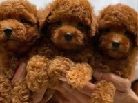 Irk Ve Sağlık Garantili Toy Poodle