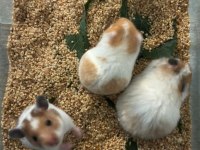 Suriye Hamster