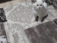 Çok uyguna british shorthair blue point