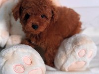 Oyuncu ve Safkan Toy Poodle Bebekler