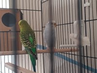 Muhabbet kuşu yeni eşleme takım