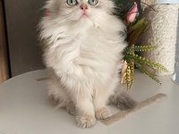 2,5 aylık secereli erkek british longhair