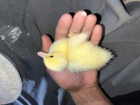 Ördek yavrularımız bebek