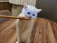 Dünya tatlısı yavru british shorthair
