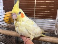 Lutino Yavru Sultan Papağanı