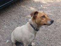 Orjinal saf kan jack russell