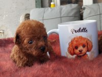 Kore poodle micro bebekler