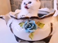 0 kulak dişi golden point scottish fold