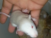 Dumbo Rat Yavrular