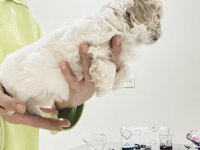 Pamuk prenses köpeğimiz