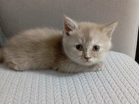 British shorthair 1,5 aylık