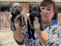 Cane corso köpekler