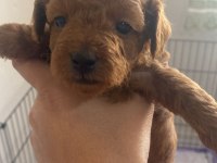 TESLİME HAZİR orjinal toy poodle bebekler