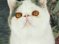2 yaşında aktif erkek exotic shorthair