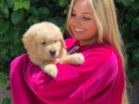 GOLDEN RETRİEVER YAVRULARIMIZ