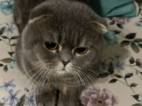 1 yaşında ki oğlumuza yuva arıyoruz scottish fold