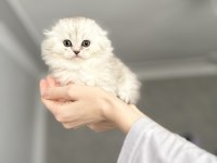british longhair yavrular