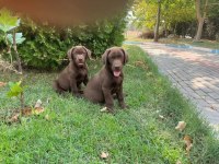 MÜKEMMEL KALİTEDE LABRADOR YAVRULAR