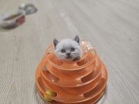 2 AYLIK EGİTİMİ TAM PLUE POİNT OYUNCU KEDİMİZ
