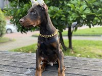 A Kalite Şecereli King Doberman son 2 yavrumuz