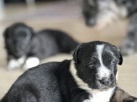 Sevimli Terrier Yavrular Yeni Yuvalarını Arıyor!