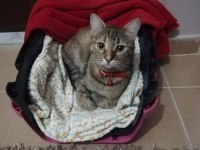 Ücretsiz british shorthair kahiplendirme