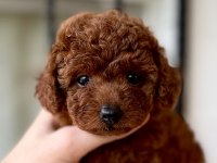 Poodle En En Küçük Boy 0 Numara Orijinal Teacup Yavrular
