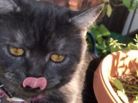 British shorthair kısır dişi kedimiz
