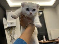 Scottish fold kedisi