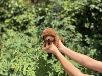 Kore Poodle Bebekler