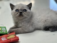 Safkan Mavi Bakışlı Bir Rüya 2 Aylık British Blue Point