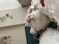 British longhair 1,5 yaşında