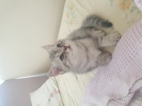 British shorthair