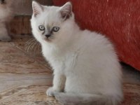 EV KEDİSİ BRITISH VE SCOTTISH FOLD İZMİR MANİSA