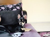 4 Buçuk Aylık Erkek Chihuahua