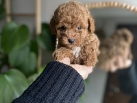 Orjinal Toy Poodle Yavrularım