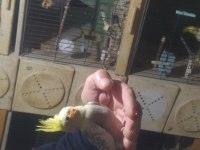 Sultan papağanı