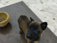 SCR li Belçika kurdu yavrularım