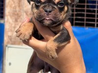 Sevimli ingiliz bulldog yavrularımız