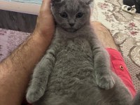 8 AYLIK BRİTİSH KEDİMİZ ERKEK