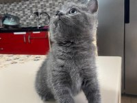 British Shorthair Yavrumuz Yeni Ailesini Arıyor