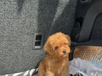 EV ÜRETİMİ KG GARANTİLİ TOY POODLE YAVRULARIMIZ
