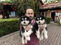 Alaskan Malamute Yavrularımız