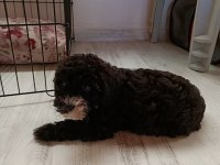2 Aylık Poodle Ayarında Maltipoo