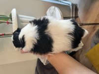Shih Tzu Şecereli Yavrular A Kalite Tüm İllere Gönderim