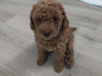 Aşılı Pasaportlu Mikro Çipli Toy Poodle Yavrularımız