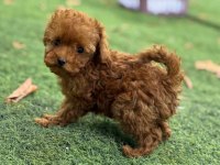 Toypoodle Sevimli Yavrularımız