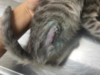 KOCAELİ ÜÇ PATİLİ FABRİKA KEDİCİĞİNE YUVA ARIYORUZ